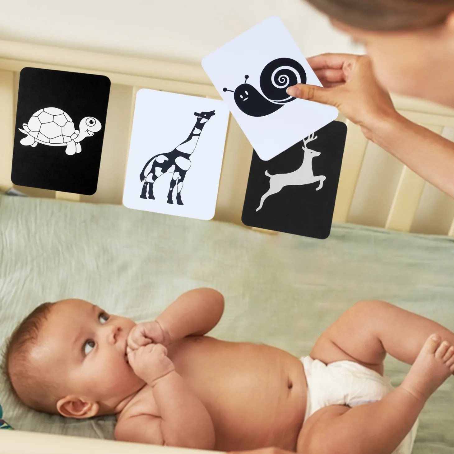 Baby Moo High Contrast Flash Cards Pack of 12 - Animals